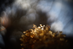 冬紫陽花 22