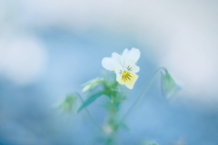 淡く咲く o