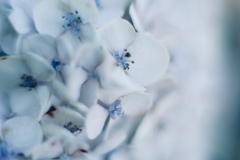 紫陽花に寄せる想い 補遺