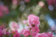 盛夏の花 2