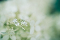紫陽花に寄せる想い z