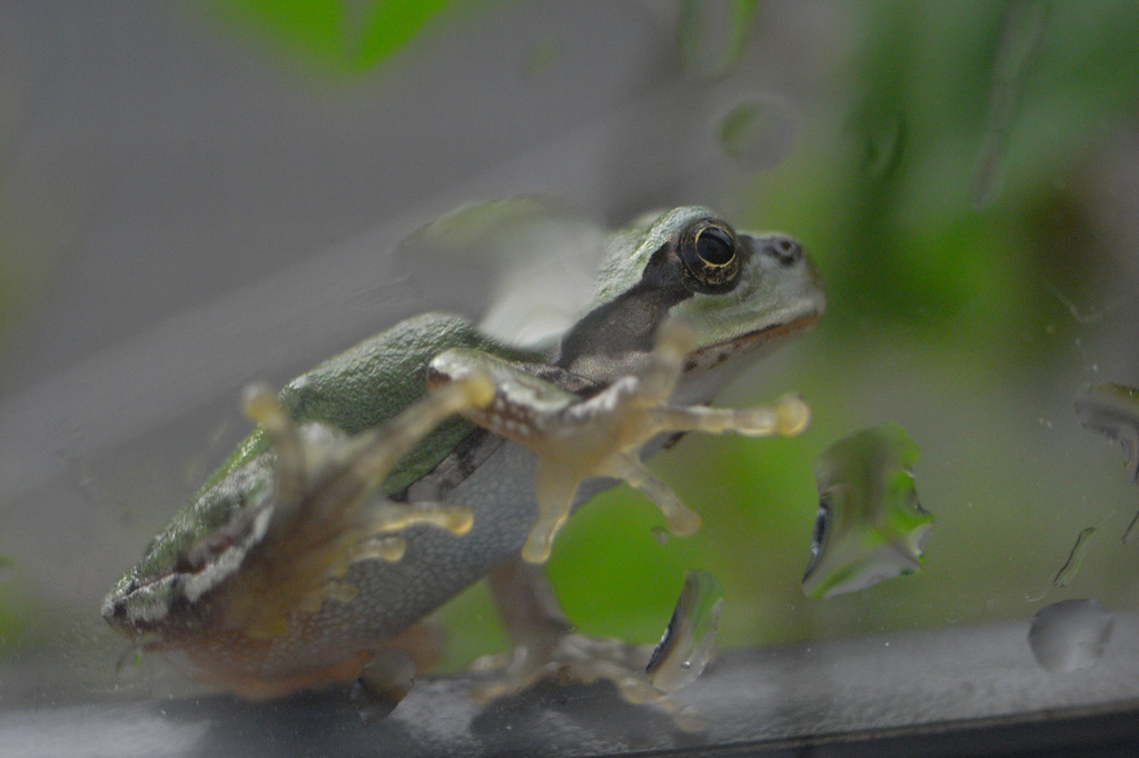 雨の日に窓にはカエル