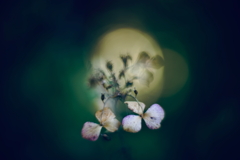 紫陽花に寄せる想い 補遺 2