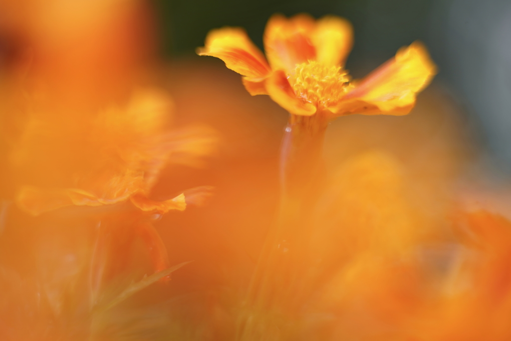 オレンジ色の刻 f