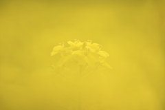 菜の花畑に浮かぶ