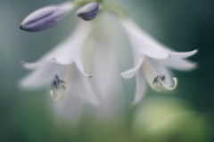 やわらかく咲く花