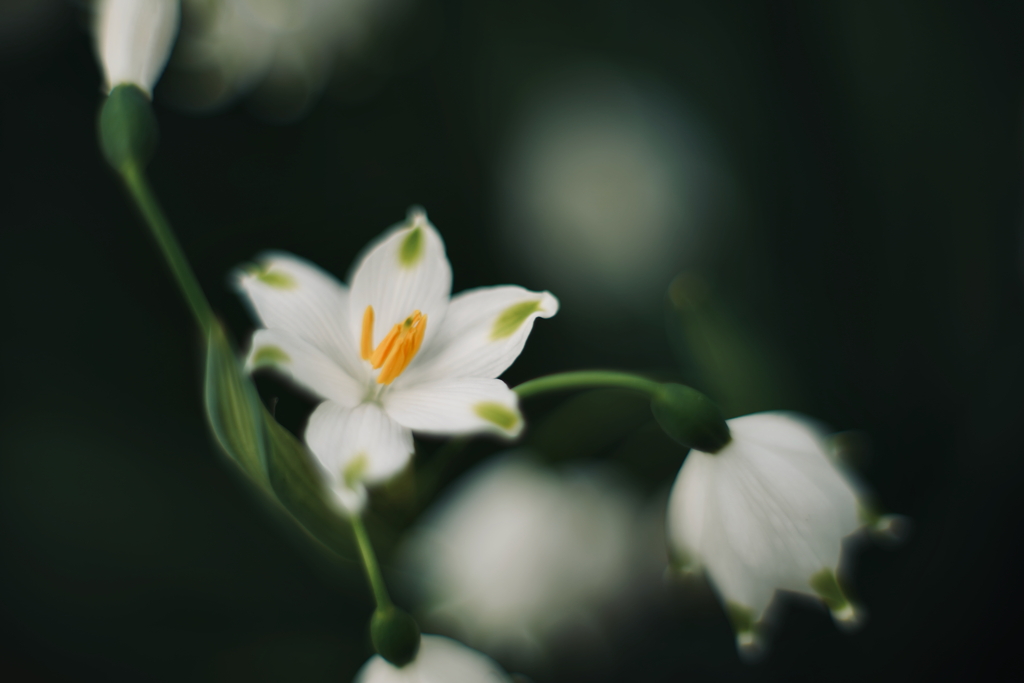 花開く