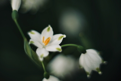 花開く