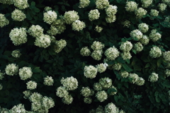 紫陽花に寄せる想い 補遺 4