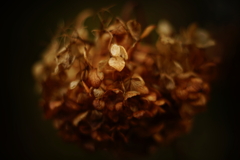 冬紫陽花 3