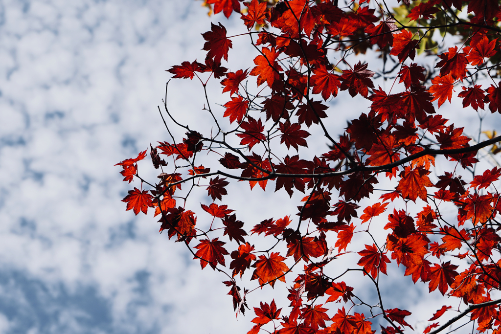 高原の紅い葉