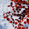 高原の紅い葉