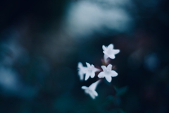 叙情的