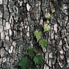 蔦這う樹皮