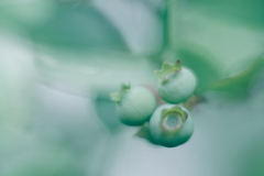 未だ青く