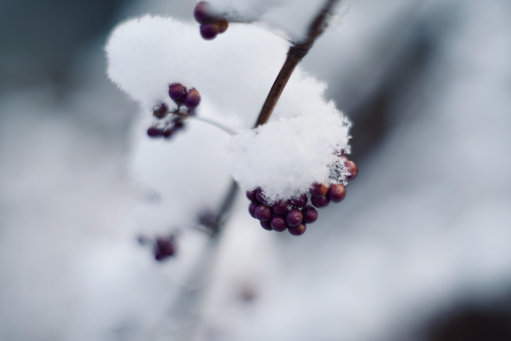 雪。g