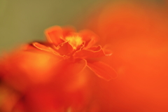 オレンジ色の刻 c