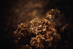 冬紫陽花 16