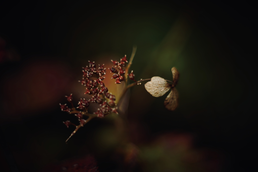 紫陽花に寄せる想い 補遺 17