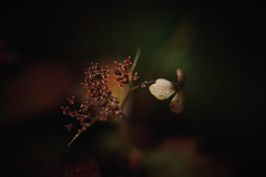 紫陽花に寄せる想い 補遺 17