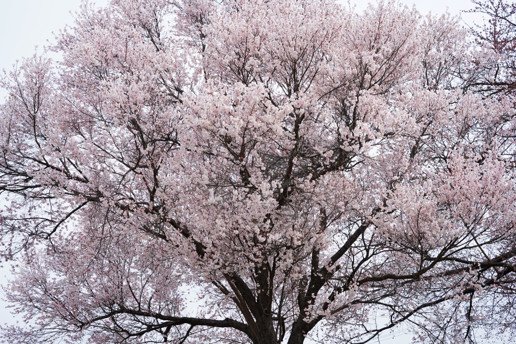 春の樹形