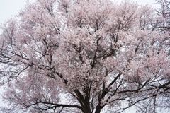 春の樹形
