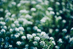 小さな白い花々 c