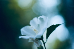 日陰に咲く花