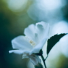 日陰に咲く花