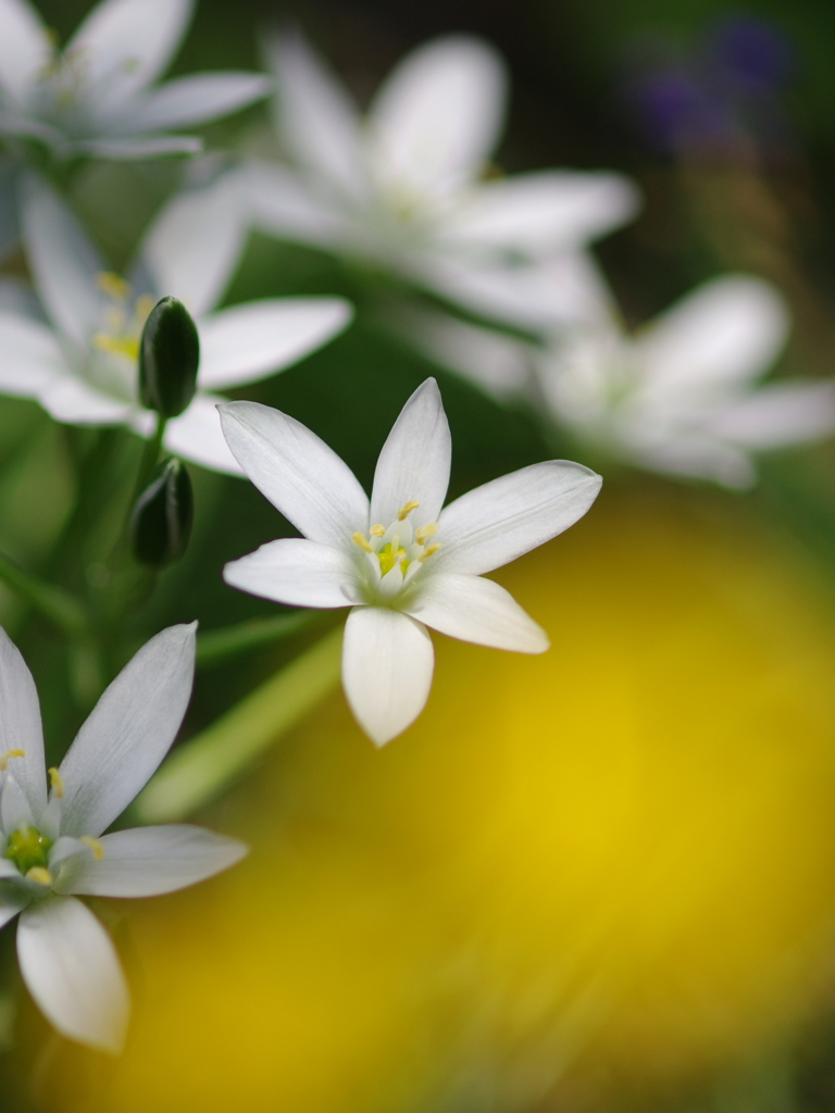 white & yellow