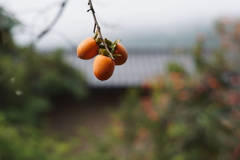 柿の木に柿の実のなる a