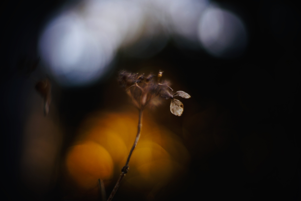 枯れ色 38 by CheshireCat （ID：13383966） - 写真共有サイト:PHOTOHITO