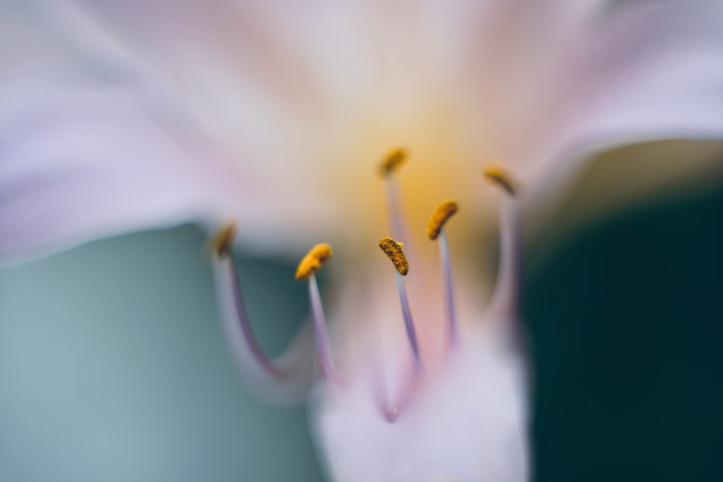 蕊