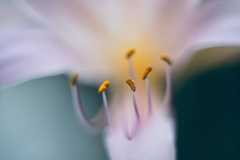 蕊