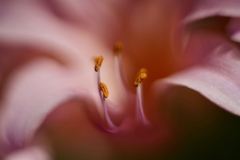 蕊 2