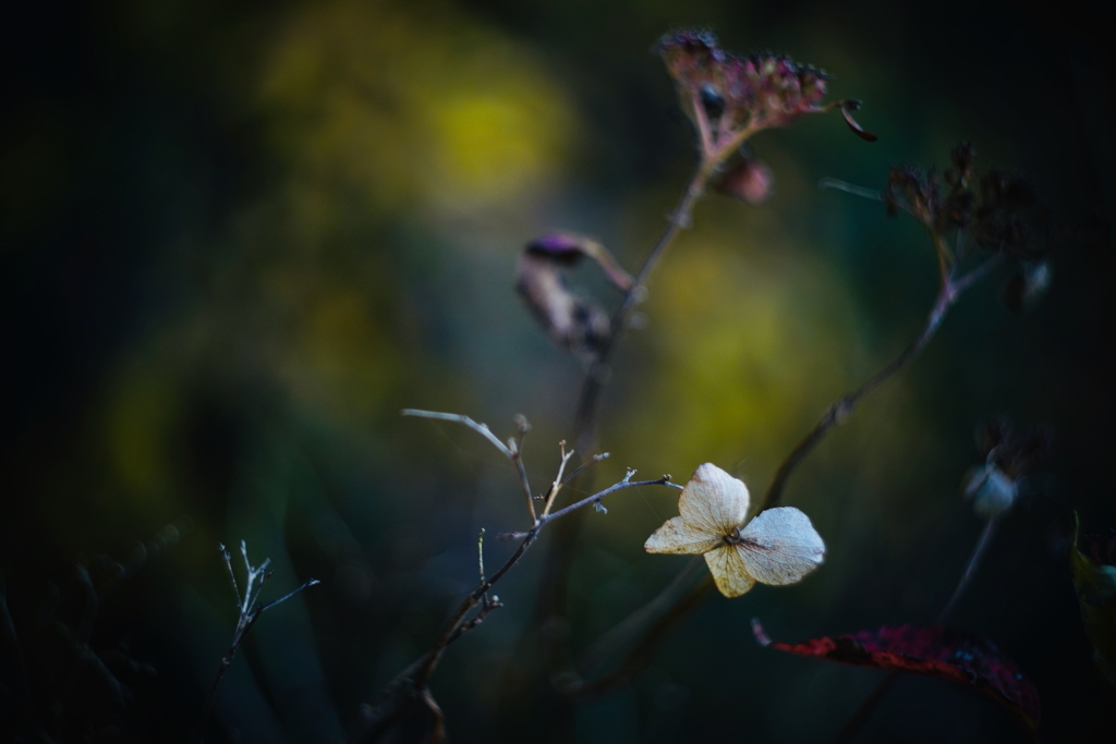 名残の紫陽花 b