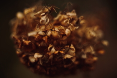 冬紫陽花 4
