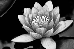 A Lotus in Monochrome