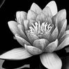 A Lotus in Monochrome