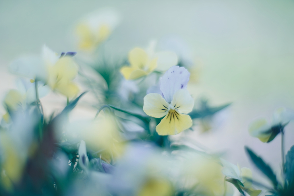路傍の花 w