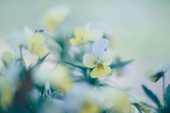 路傍の花 w