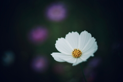 秋の兆し 5