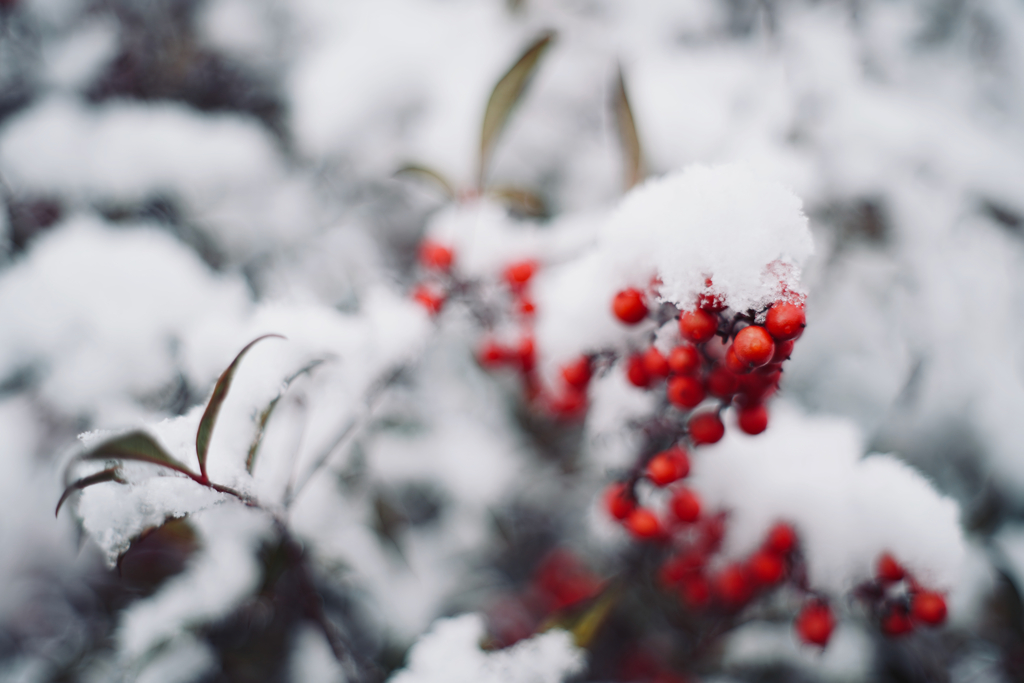 雪中紅