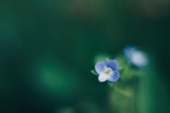 小さな青い花
