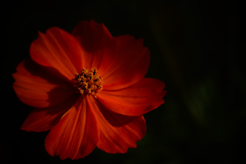 秋の花 2
