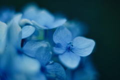 紫陽花に寄せる想い p