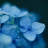 紫陽花に寄せる想い p