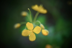 路傍の花 m