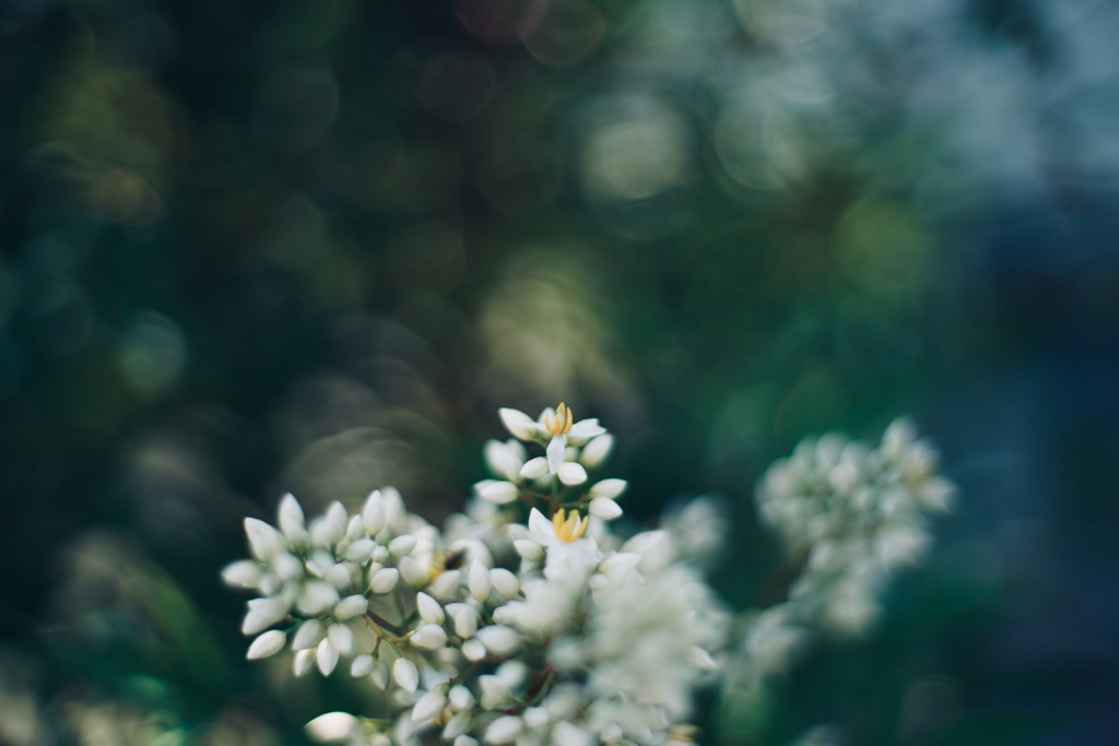 南天の花咲く日 c