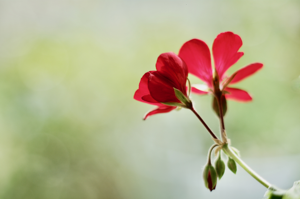 窓辺に花は咲き続く